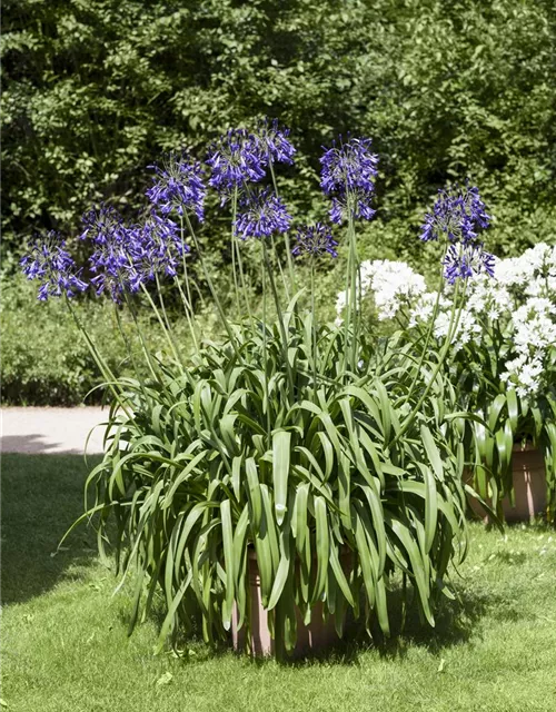 Agapanthus africanus