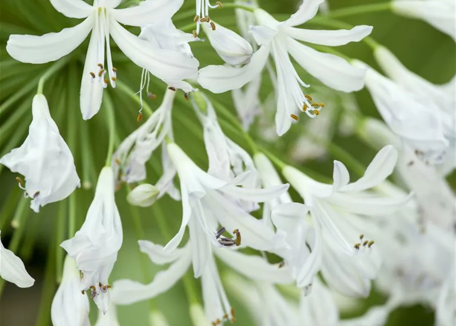 Agapanthus africanus