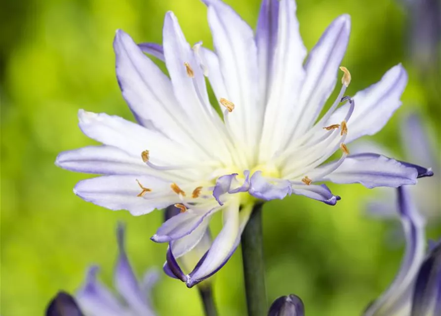 Agapanthus africanus