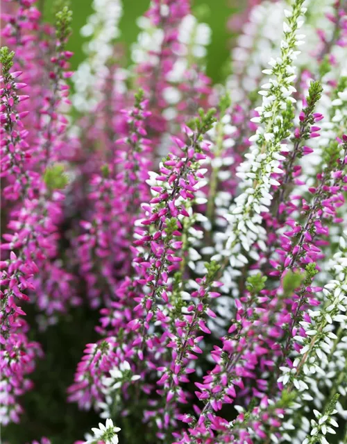 Calluna vulgaris Twingirls®