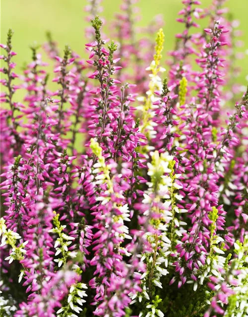 Calluna vulgaris Twingirls®