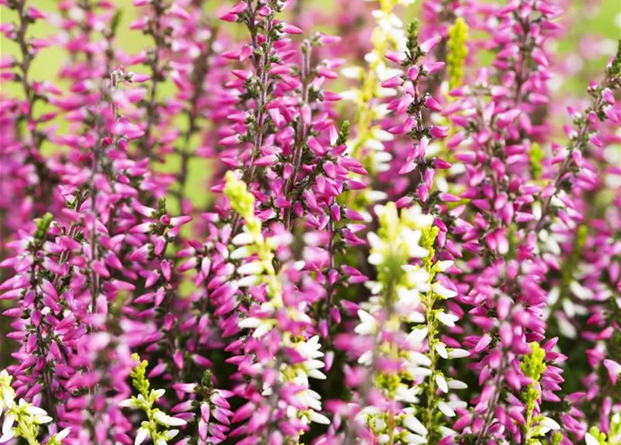 Calluna vulgaris Twingirls®