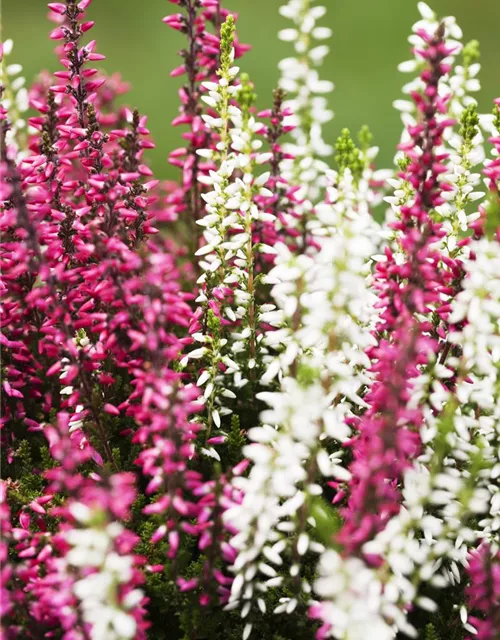 Calluna vulgaris Twingirls®