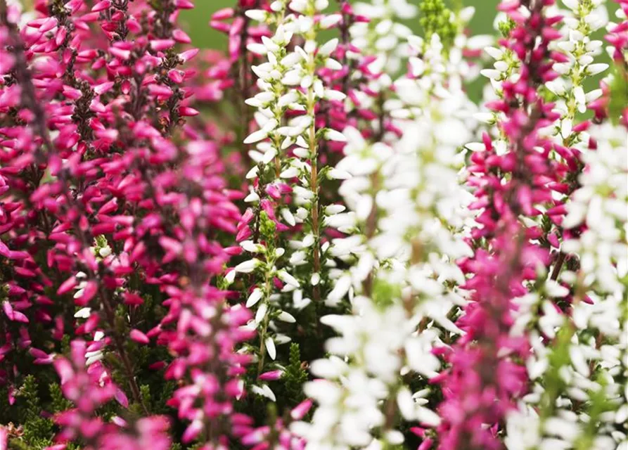 Calluna vulgaris Twingirls®