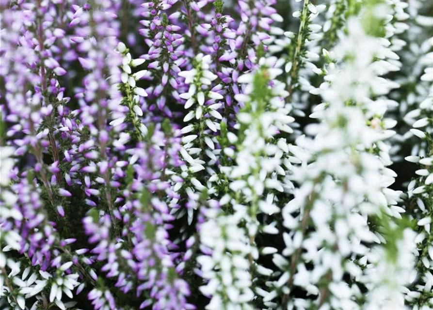 Calluna vulgaris Twingirls®