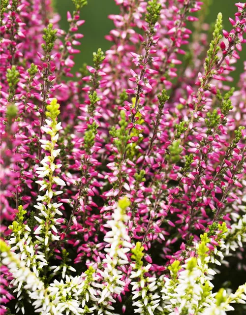 Calluna vulgaris Twingirls®