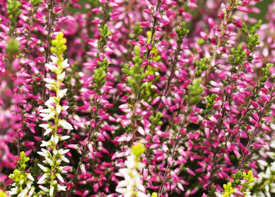 Calluna vulgaris Twingirls®