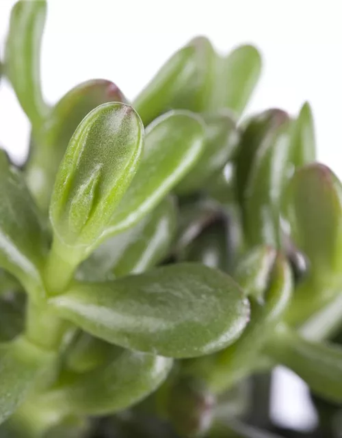 Crassula ovata