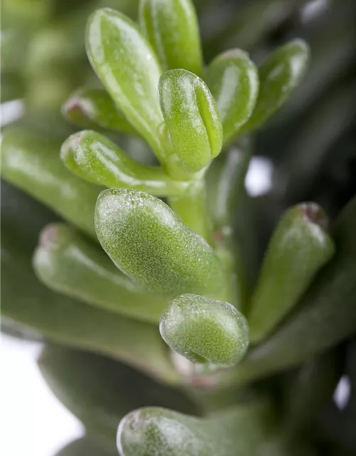 Crassula ovata