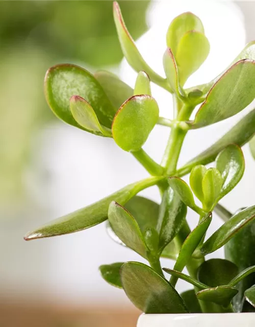 Crassula ovata