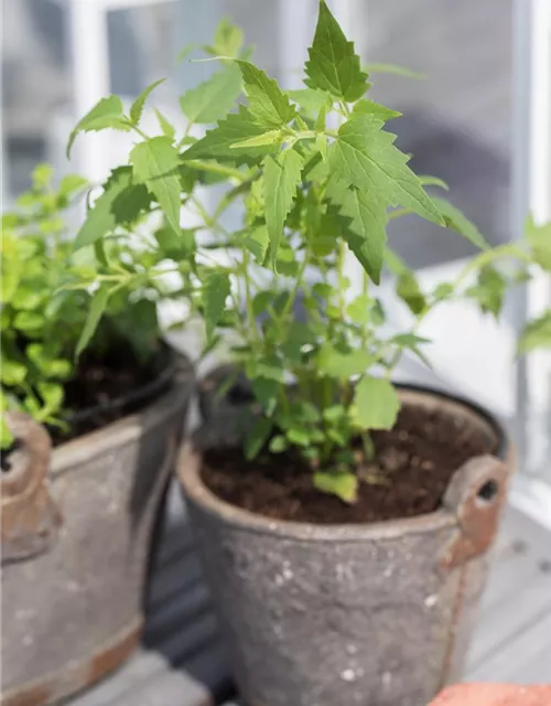 Agastache mexicana