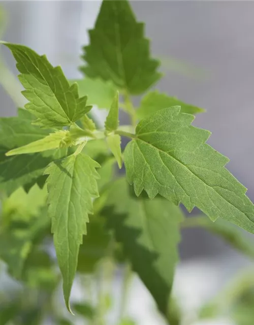 Agastache mexicana