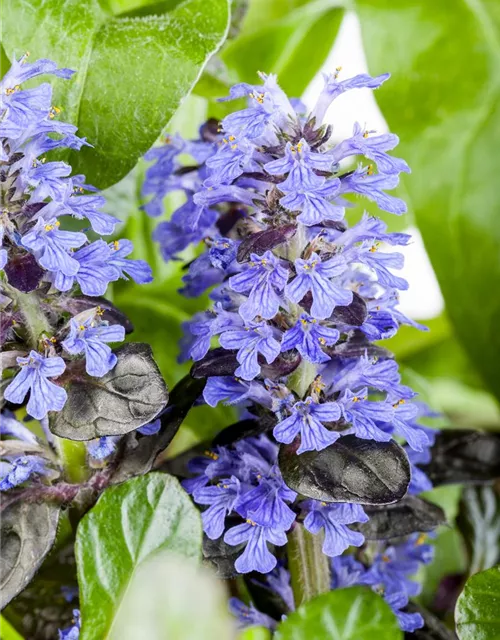 Ajuga reptans 'Atropurpurea'