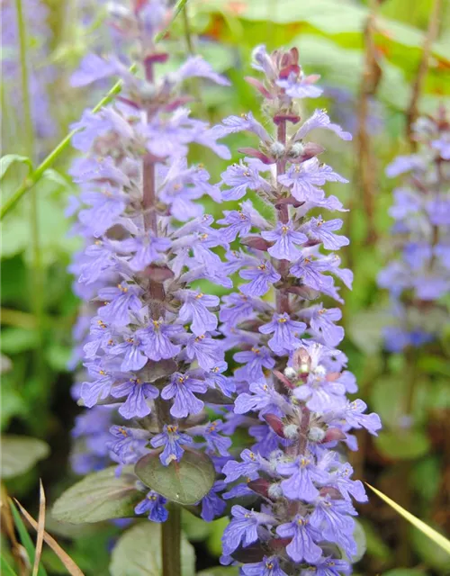 Ajuga reptans