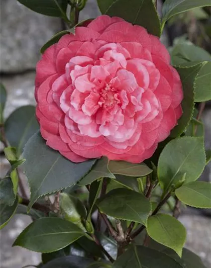 Camellia japonica