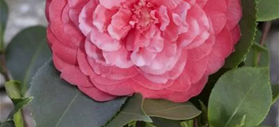 Camellia japonica