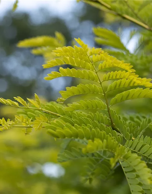 Albizia julibrissin