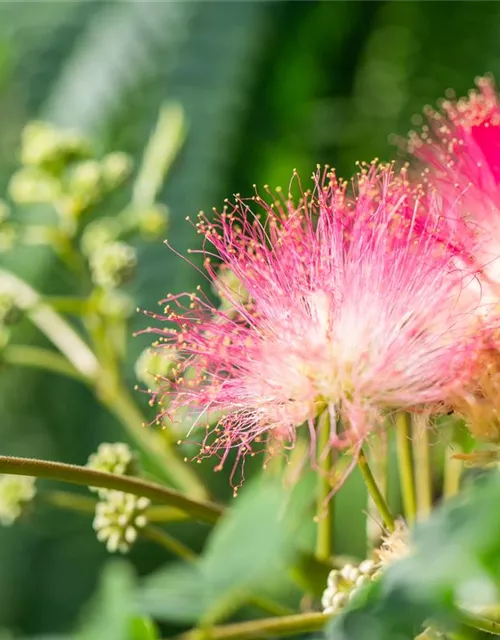 Albizia julibrissin