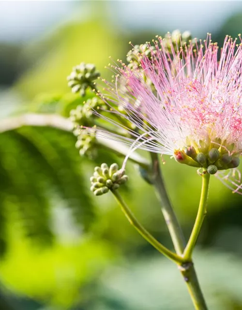 Albizia julibrissin