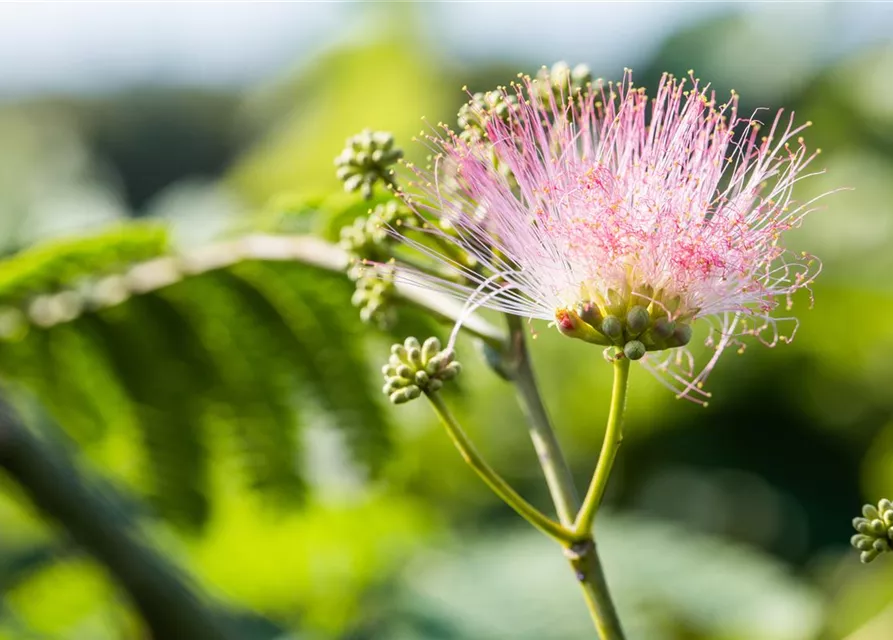 Albizia julibrissin