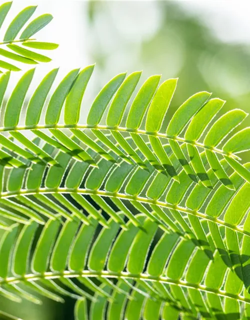 Albizia julibrissin