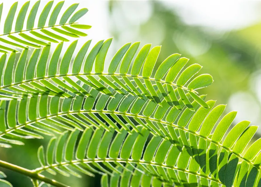 Albizia julibrissin