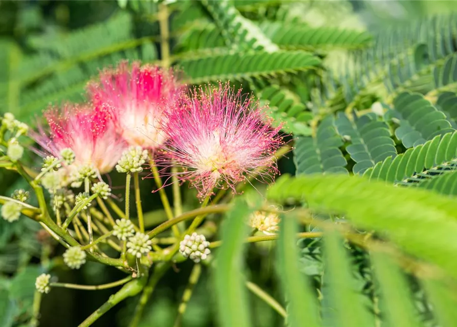 Albizia julibrissin