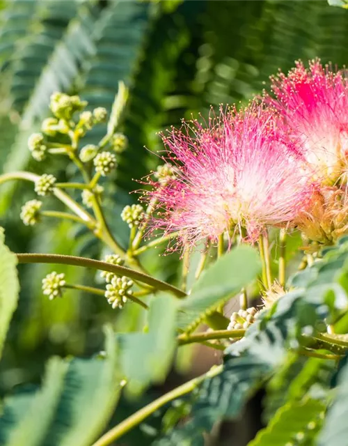 Albizia julibrissin