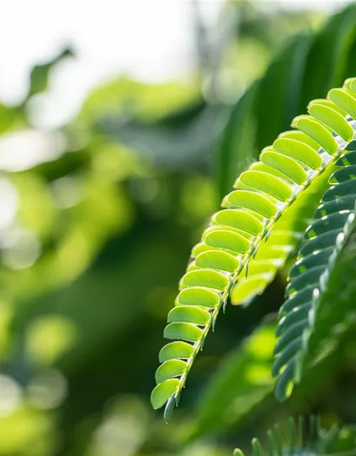 Albizia julibrissin