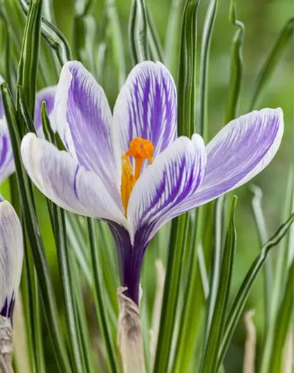 Crocus vernus