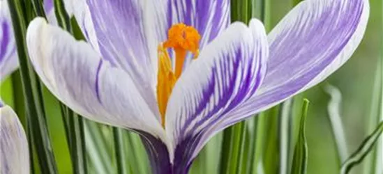 Crocus vernus