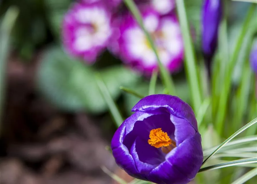 Crocus vernus