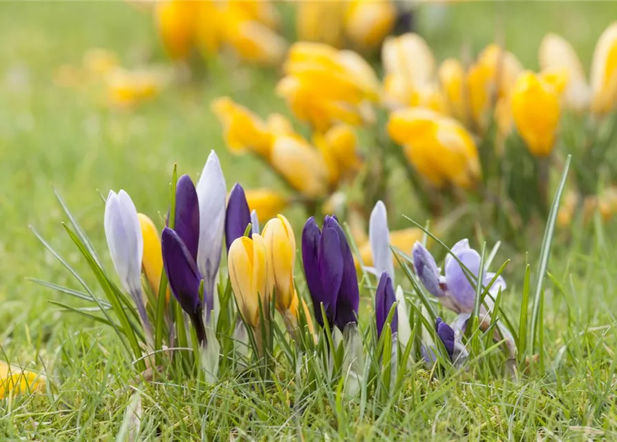 Crocus vernus