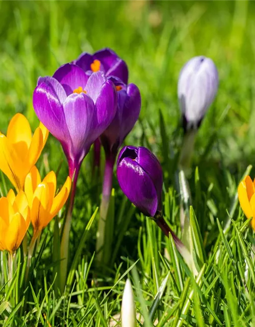 Crocus vernus