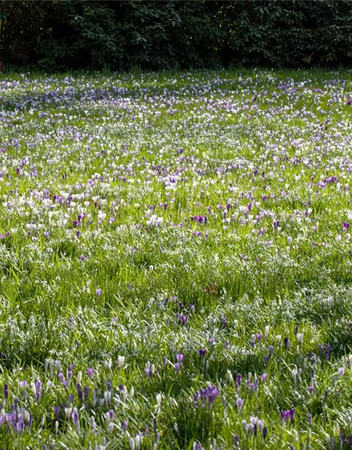 Crocus vernus