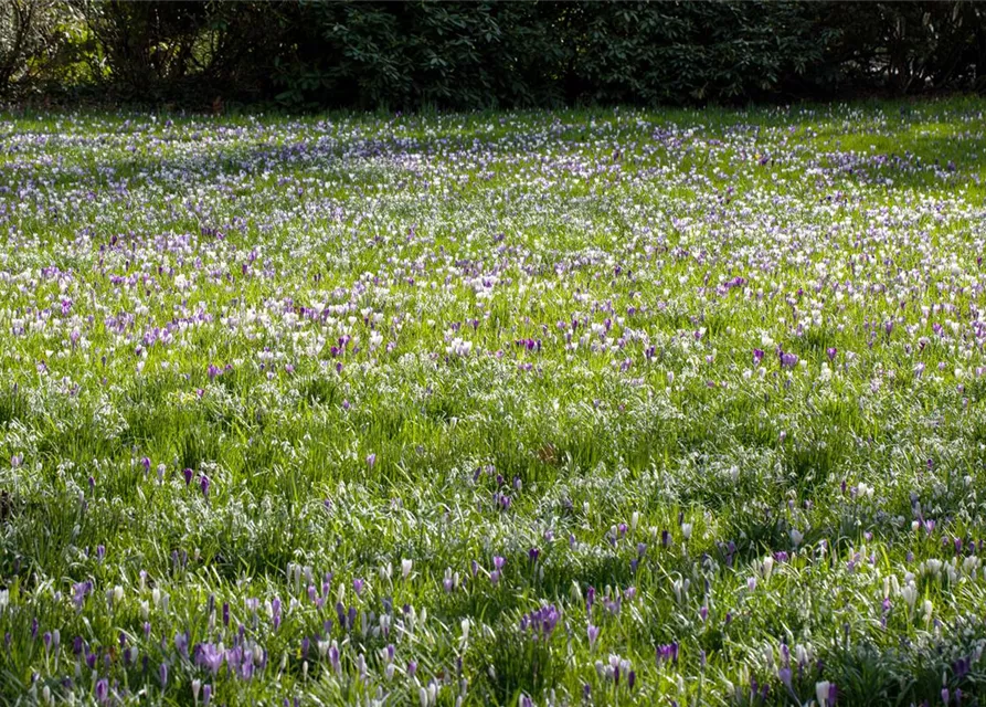 Crocus vernus