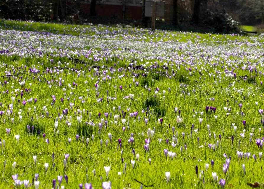 Crocus vernus