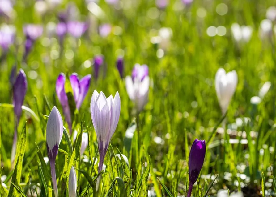 Crocus vernus