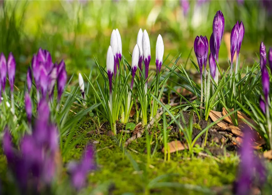 Crocus vernus