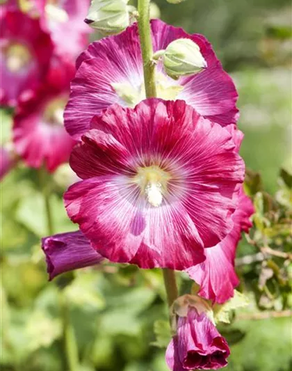 Alcea rosea