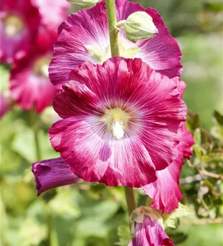 Alcea rosea