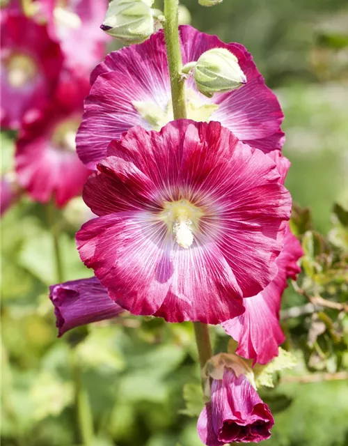 Alcea rosea