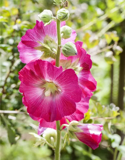 Alcea rosea