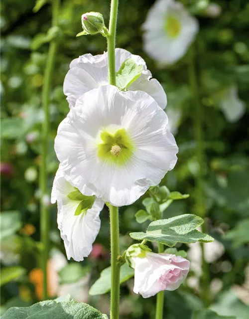 Alcea rosea