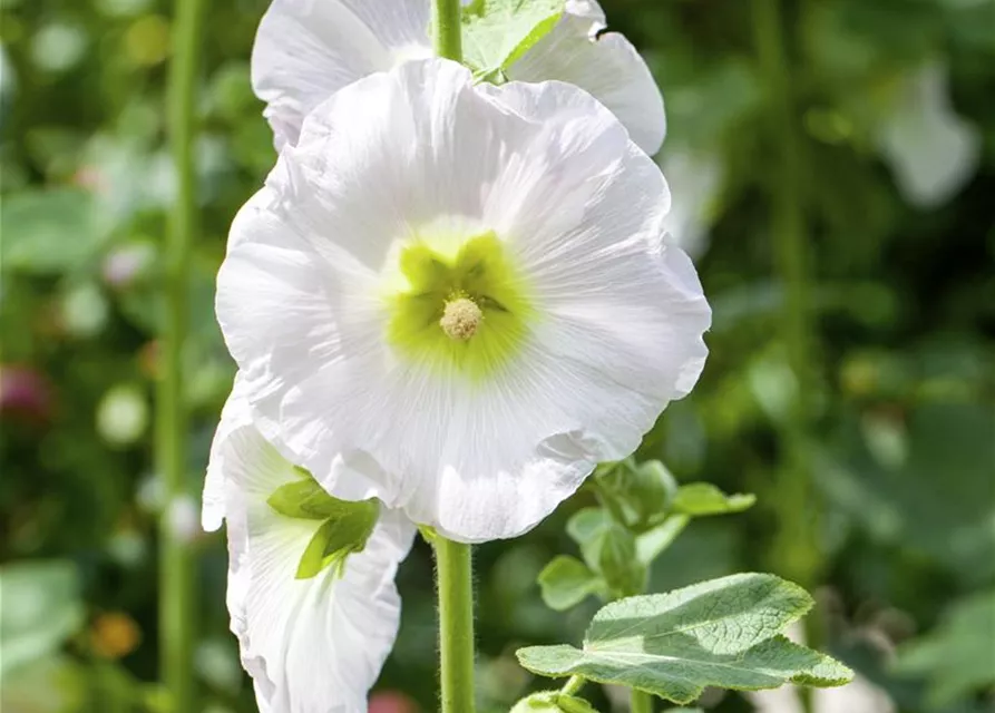 Alcea rosea