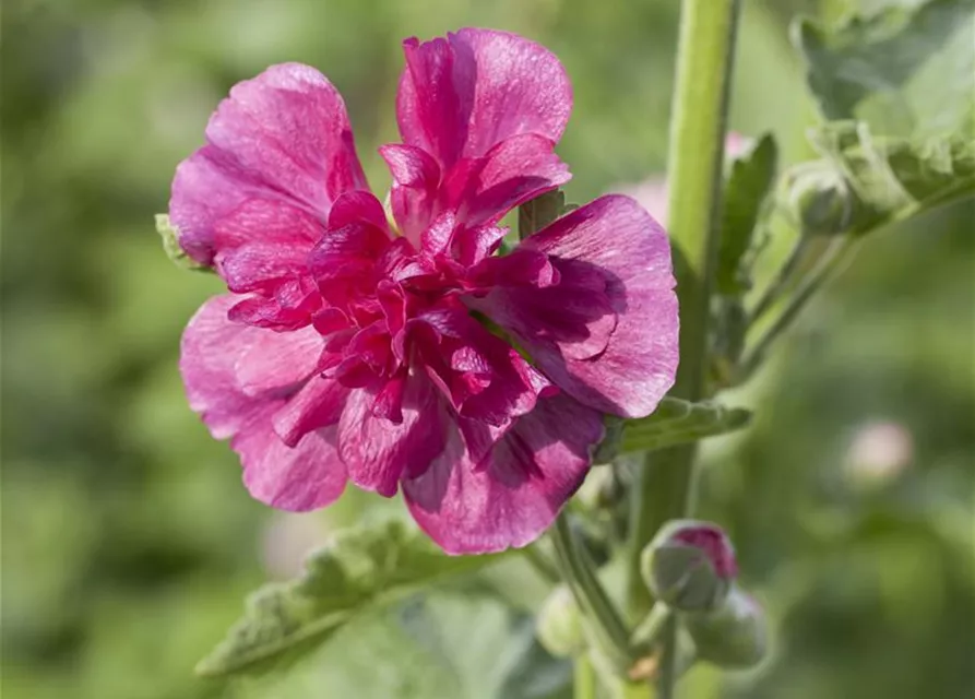 Alcea rosea plena