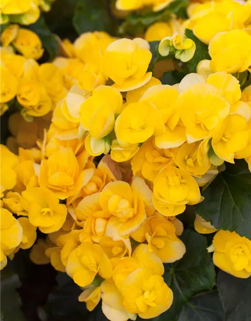 Begonia elatior