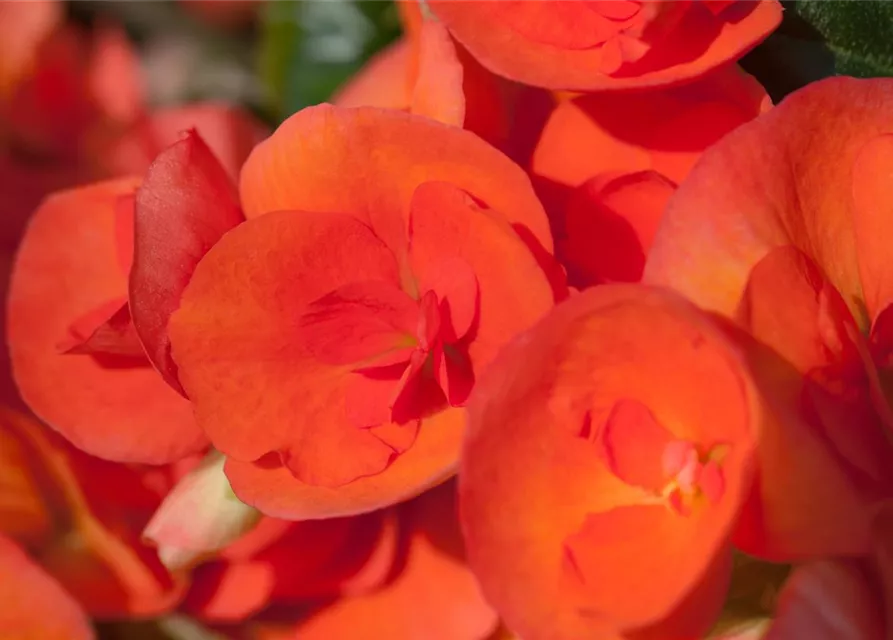 Begonia elatior