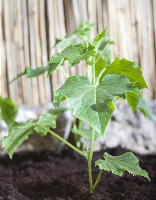 Cucumis sativus