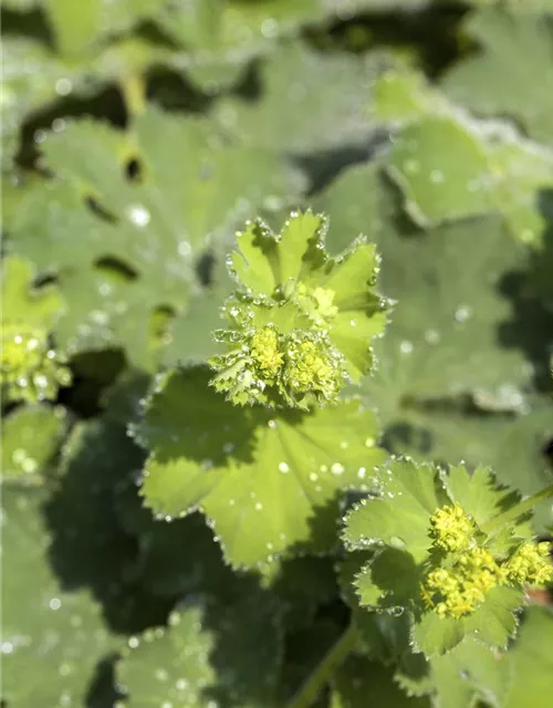 Alchemilla mollis